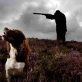 Un perro dispara a un cazador en Nueva Zelanda