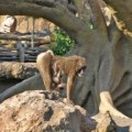 Nace en Bioparc Valencia una cría de dril, uno de los primates más amenazados