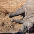 Cazadores furtivos matan al último rinoceronte hembra en una reserva sudafricana para cortarle el cuerno [EN]