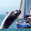 Ballena de 40 toneladas salta encima de velero (incluye foto - artículo en ingles)