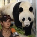 Un zoo chino mata accidentalmente a su panda estrella gaseándole con una mezcla de productos químicos