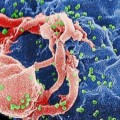 Investigadores españoles descubren una proteína que puede plantar cara al VIH