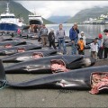 Brutal matanza de ballenas piloto en las Islas Feroe (ENG)
