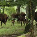 Nace un bisonte europeo en Palencia