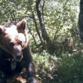 Un oso con restos de un lazo deambula entre los montes de Asturias y León