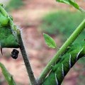 Las plantas envían señales de ayuda a los insectos que comen orugas
