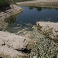 Miles de peces mueren en el río Albaida al reducir la CHJ la suelta de agua desde Bellús