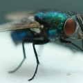 Por qué las moscas entran en las casas mientras que las mariposas y las abejas prefieren quedarse afuera