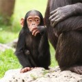 La UE limita los experimentos con animales y prohibirá usar grandes primates