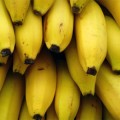 Se tiran millones de kilos de plátanos de Canarias cada año