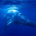 Noruega está acabando con las ballenas