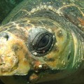 Yu Chan, la primera tortuga biónica devuelta al océano (ING)