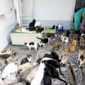 Proyecto Gato desoye al Concello de Vigo y se atrinchera con 500 gatos