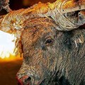 Extremadura prohíbe los toros ensogados y embolados para acabar con el maltrato