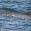 Delfines de distintas especies intentan un lenguaje común