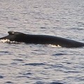Avistan una ballena jorobada en aguas baleares por primera vez en 21 años