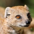 Nuevo mamífero carnívoro descubierto en Madagascar