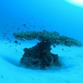 Como un "árbol madre", pero en el fondo del mar