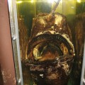 Himantolophus groenlandicus, probablemente el pez más feo del mundo