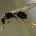 ¿Por qué aparecen las hormigas voladoras?