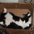 A los gatos realmente les gustan las cajas
