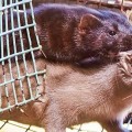 La dura vida del visón: de animal maltratado a abrigo