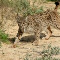 Muere otro lince ibérico por la Enfermedad Renal Crónica (sexto este año, era el único macho silvestre de Doñana)