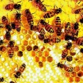 Las abejas son más rápidas que los ordenadores [ENG]