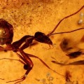 Avispas y hormigas de hace 50 millones de años