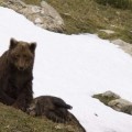 El último oso autóctono del Pirineo ha muerto
