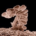Superbacterias: enfermedades resistentes a los antibióticos
