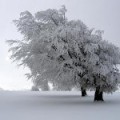 ¿Por qué se dice "hace demasiado frío para que nieve"?