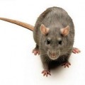 Animales extraordinarios: La Rata