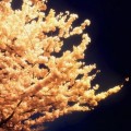 Nanopartículas de oro hacen que los árboles emitan luz (ING)