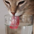 La sofisticada forma de beber de los gatos: usan la gravedad y la inercia