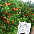 Una empresa exige a labradores alicantinos 35 000 euros por sus mandarinos patentados