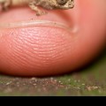 El pequeño camaleón de Madagascar  que no es más grande que una uña [ENG]