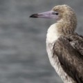 Un extraño pájaro avistado en l'Estartit moviliza a los ornitólogos europeos