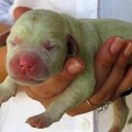 Nace en Brasil un perro verde