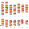 Traducen el genoma humano al catalán