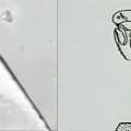 La Ciencia avanza “a paso de pulga”