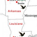 Nueva 'lluvia' de pájaros muertos en EEUU: 500 aves aparecen en Louisiana