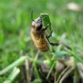 Las poblaciones de abejas se recuperan tras la prohibición de pesticidas neonicotinoides