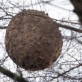 La avispa asesina coloniza Euskadi. Los apicultores de Euskadi, principalmente los guipuzcoanos, están preocupados