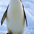 ¿Por qué no se les congelan los pies a los pingüinos cuando andan sobre el hielo?