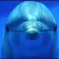 Según científicos: los delfines deben ser tratados como “personas no humanas”