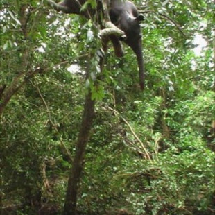 Un elefante encima de un árbol