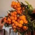 Expediente X agrícola en Valencia: más de 100 naranjas en un solo racimo