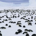 Fotógrafo capta luto masivo de pingüinos emperador por la muerte de sus crías