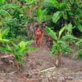 Se publican fotografías de indígenas no contactados de Brasil